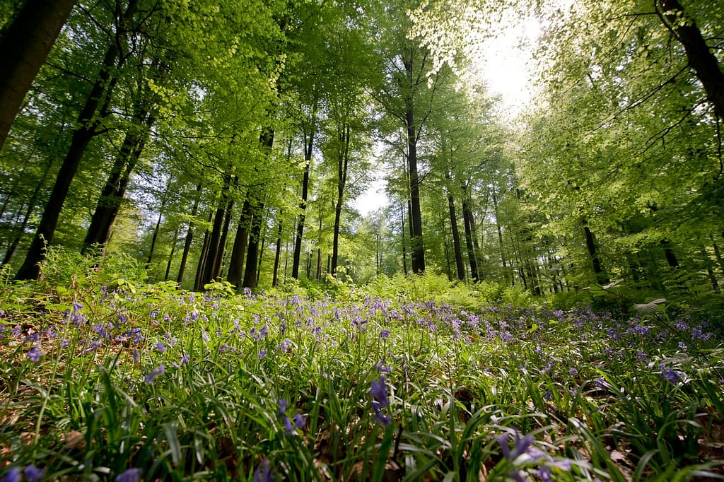 6. La Forêt de Soignes et le prieuré de Rouge-Cloître : nature aux portes de la ville