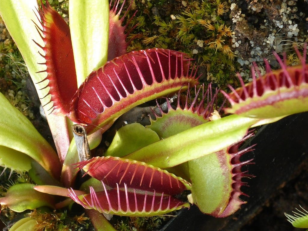 La Serre des Plantes Carnivores