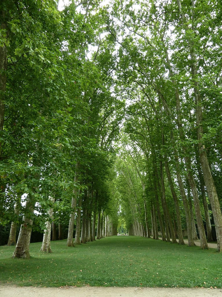 Bois de la Cambre